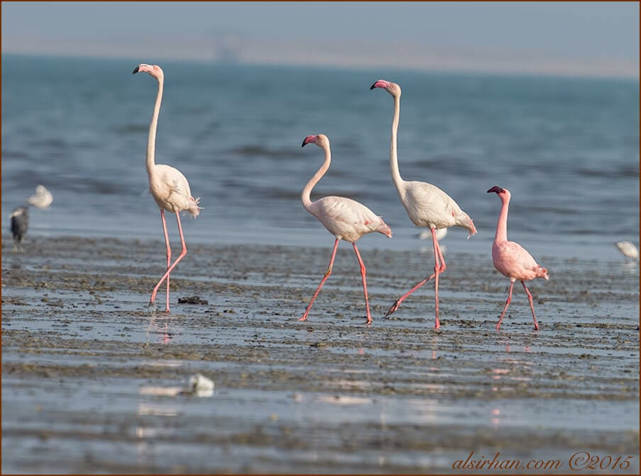 Lesser Flamingo Phoeniconaias minor 