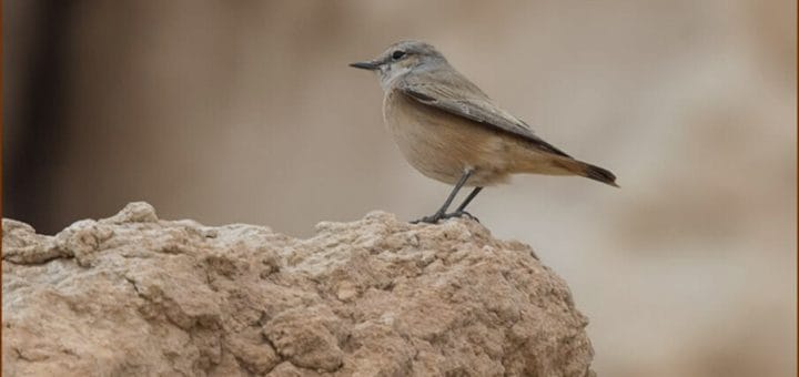 Red-tailed Wheatear perched on a mound