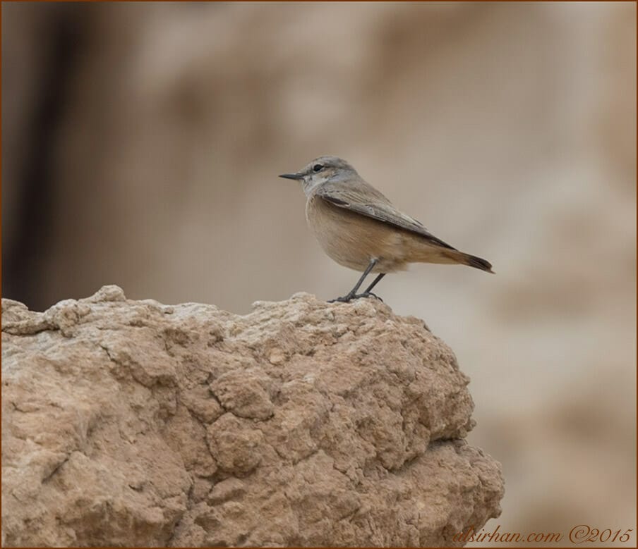 Red-tailed Wheatear Oenanthe chrysopygia 