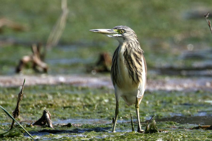 Indian Pond Heron standing in water