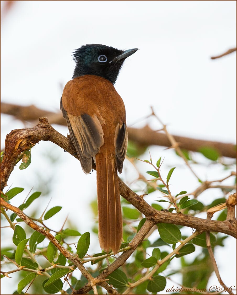 African Paradise-flycatcher Terpsiphone viridis