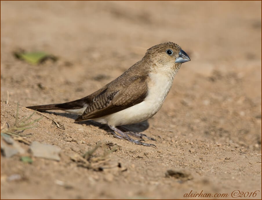 African Silverbill Euodice cantans