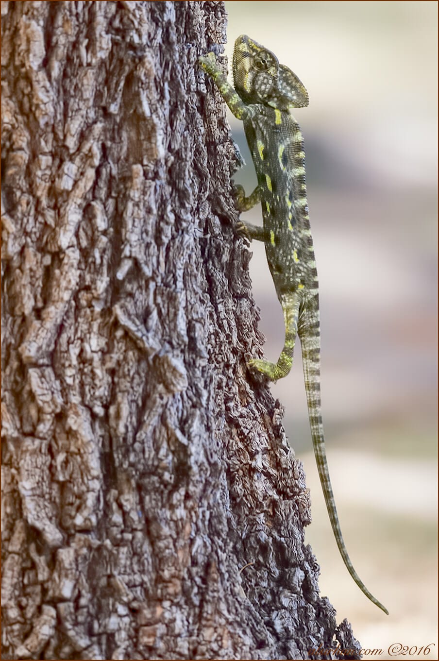 Arabian Chameleon Chamaeleo arabicus