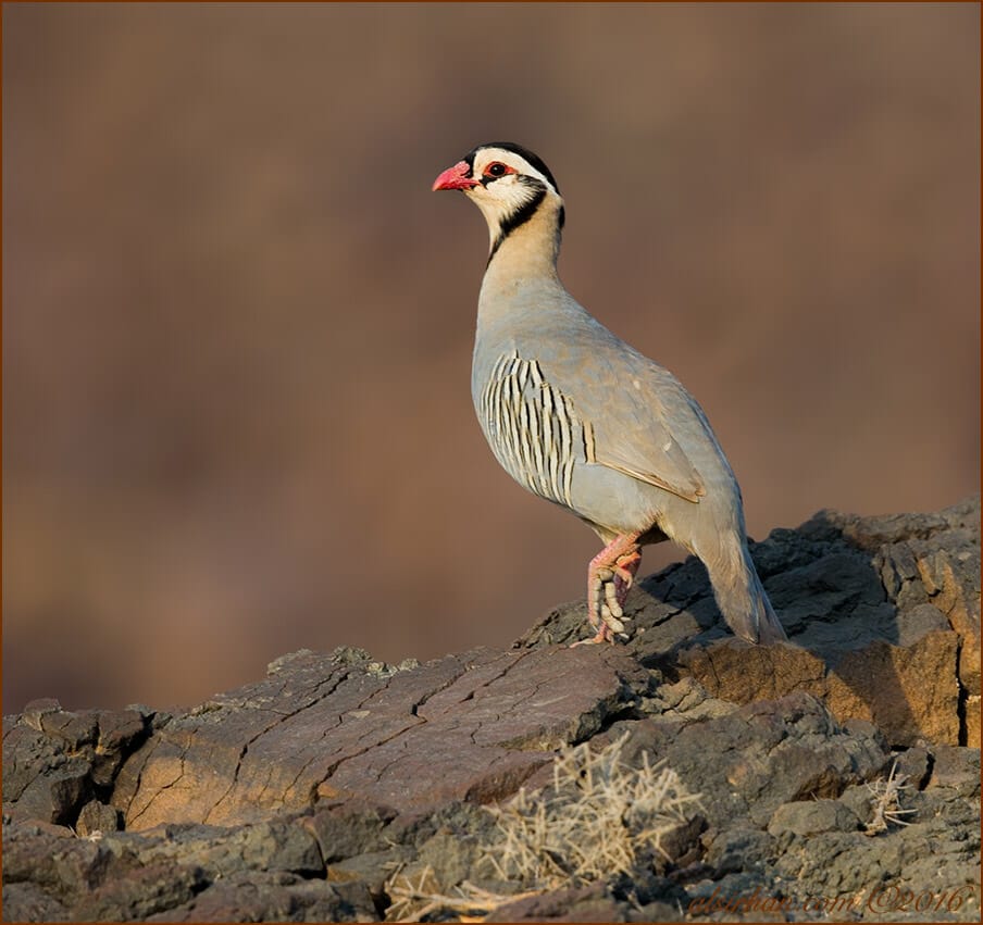 Arabian Partridge Alectoris melanocephala