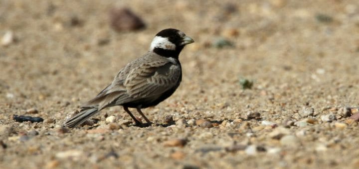Black-crowned Sparrow-Lark standing on the ground