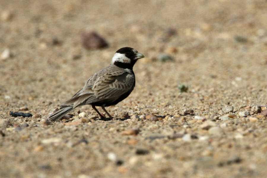 Black-crowned Sparrow-Lark standing on the ground