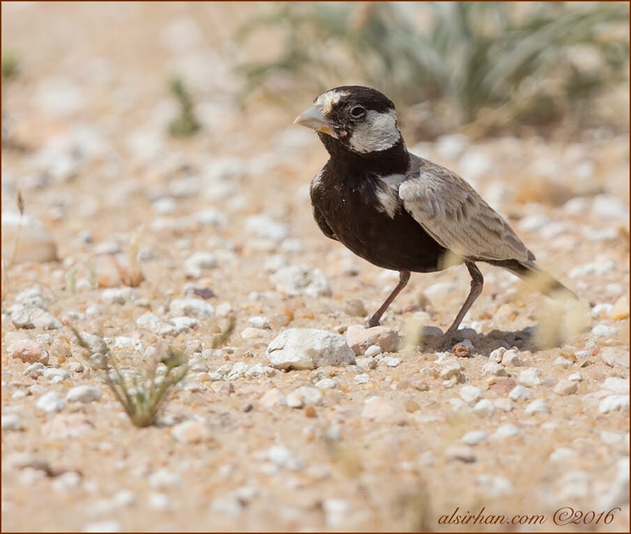 Black-crowned Sparrow-Lark (Eremopterix nigriceps)