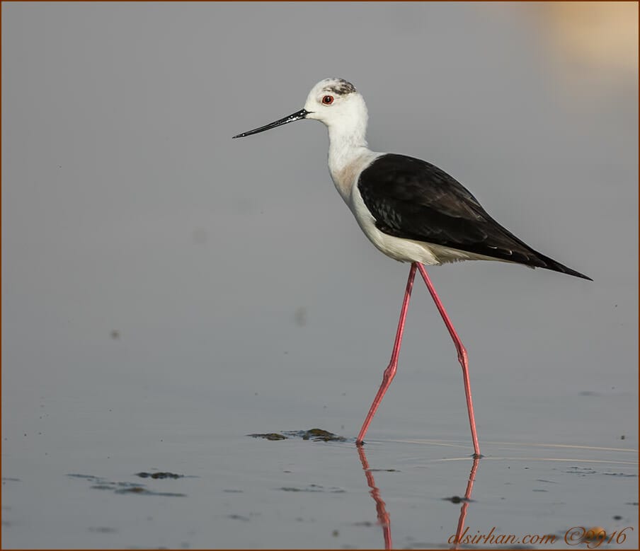 Black-winged Stilt Himantopus himantopus