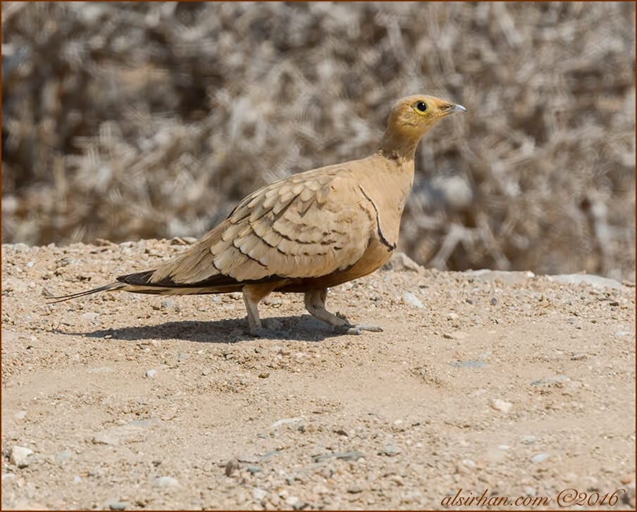 Chestnut-bellied Sandgrouse Pterocles exustus