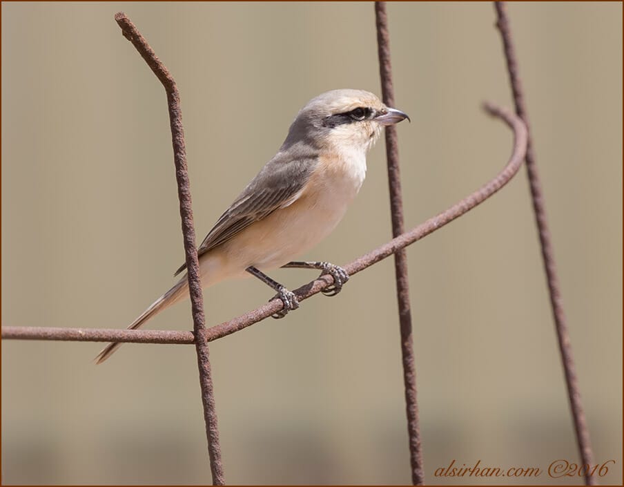 Daurian Shrike Lanius isabellinus isabellinus