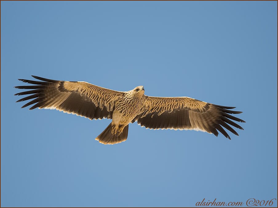 Eastern Imperial Eagle Aquila heliaca