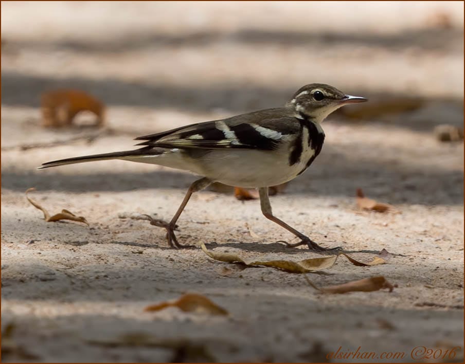 Forest Wagtail Dendronanthus indicus 