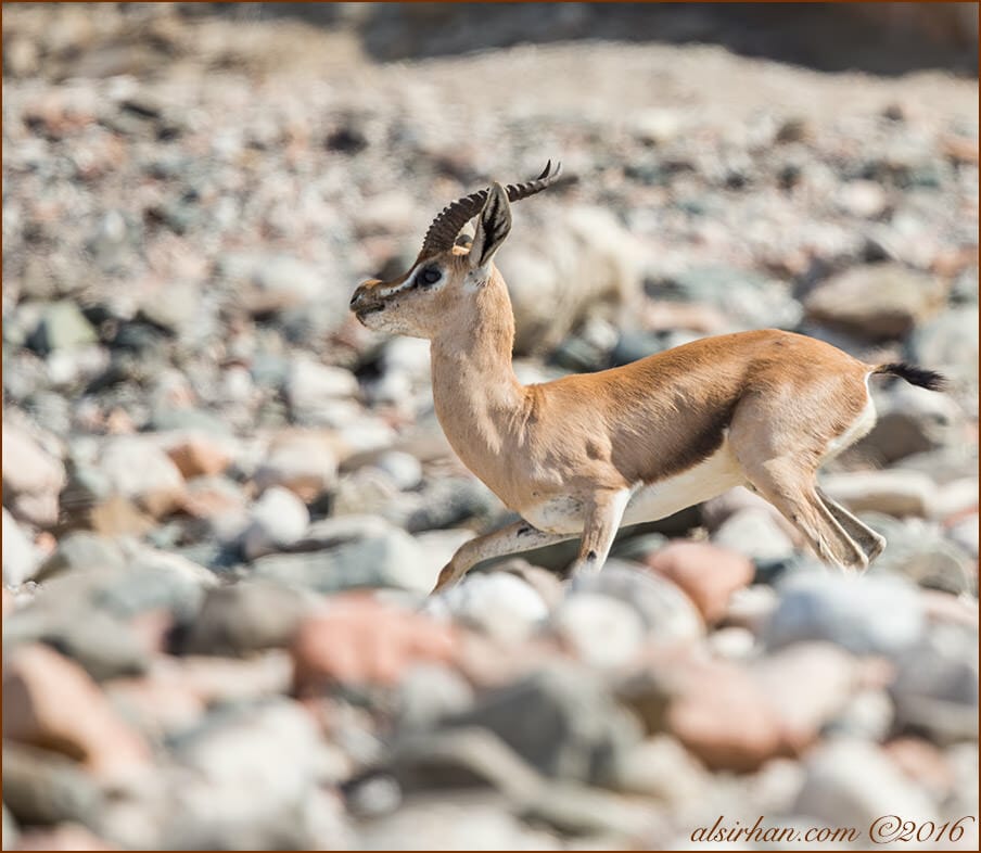 Arabian Gazelle Gazella gazella