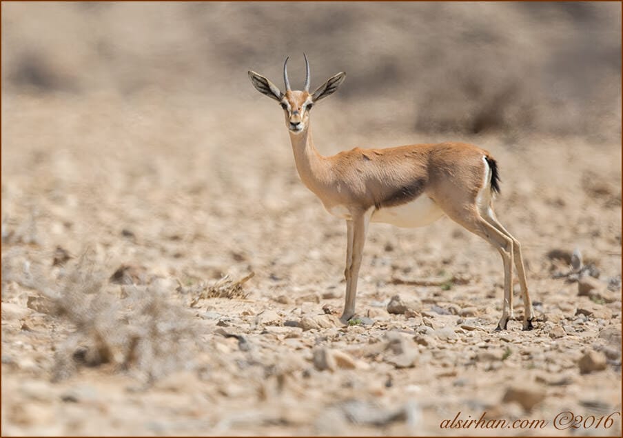 Arabian Gazelle Gazella gazella