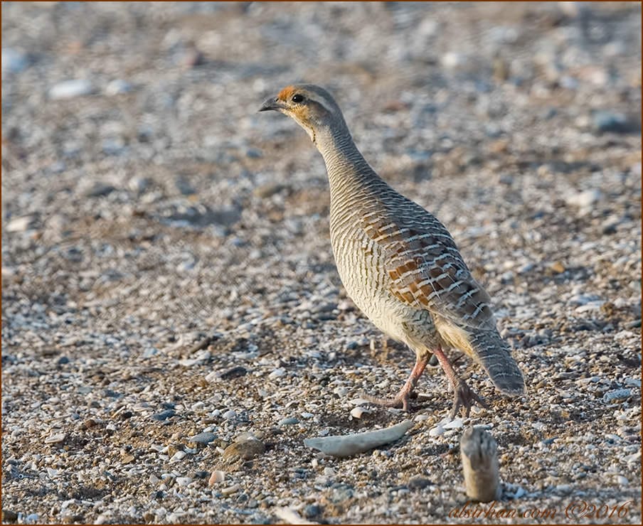 Grey Francolin Francolinus pondicerianus