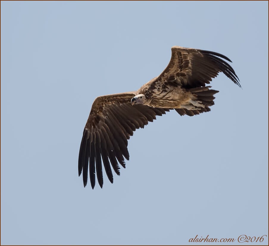 Lappet-faced Vulture Torgos trachielotos 