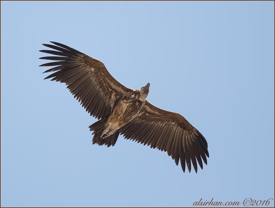 Lappet-faced Vulture Torgos trachielotos 