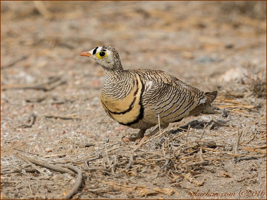 Lichtenstein's Sandgrouse Pterocles lichtensteinii