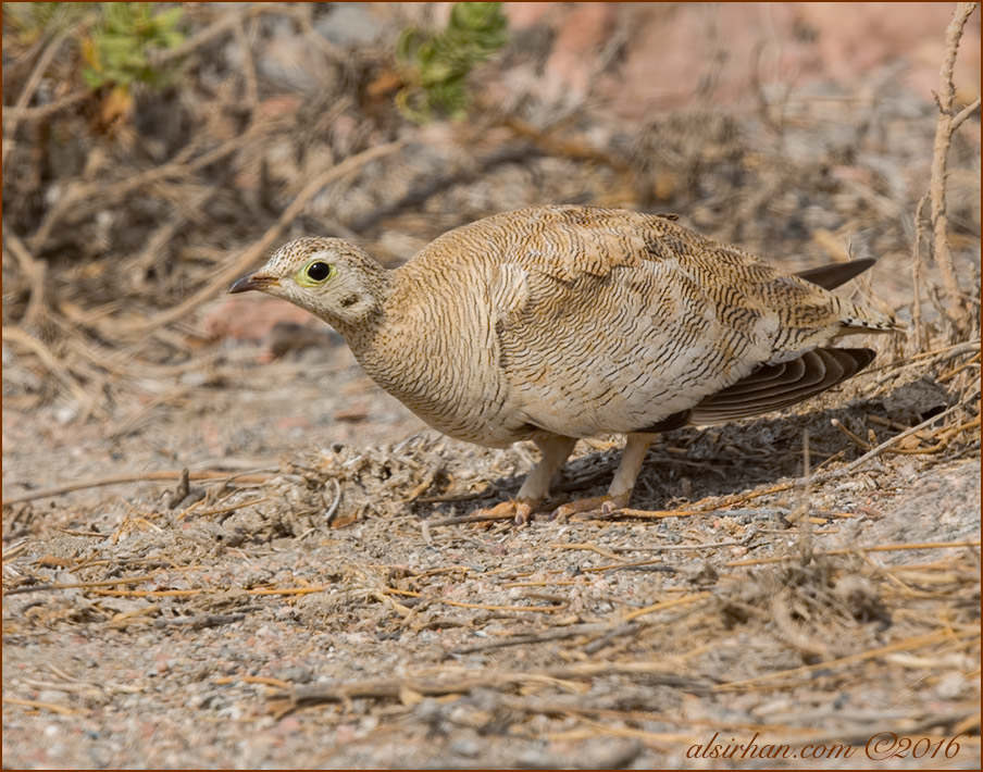 Lichtenstein's Sandgrouse Pterocles lichtensteinii