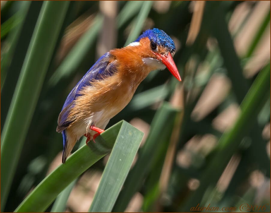 Malachite Kingfisher Corythornis cristatus