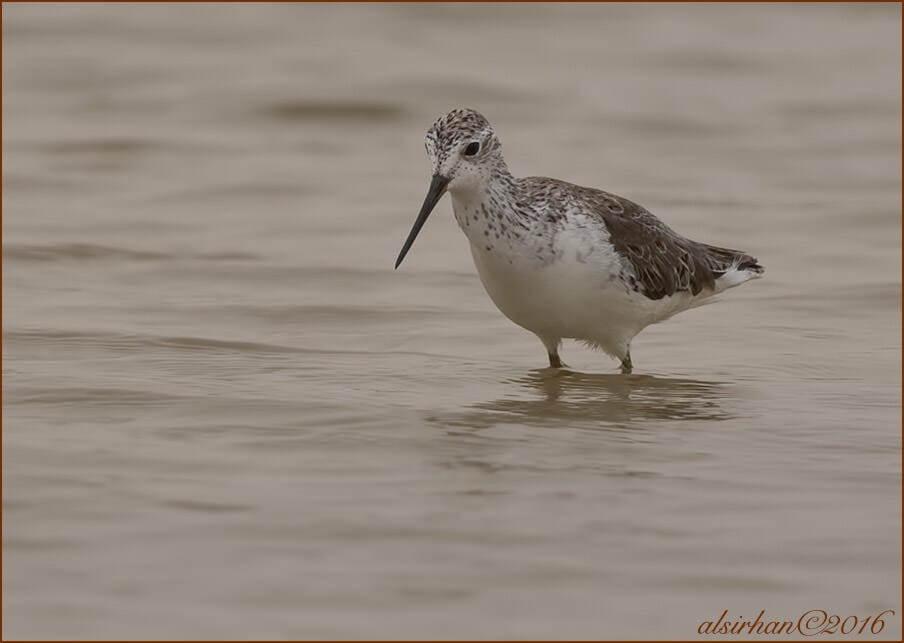 Marsh Sandpiper Tringa stagnatilis 