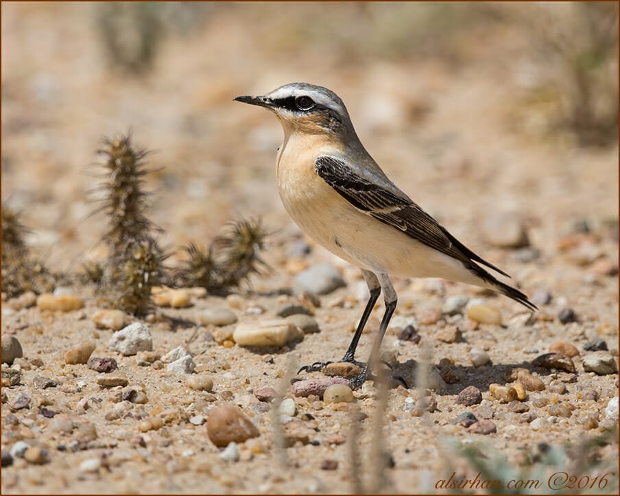 Northern Wheatear Oenanthe oenanthe