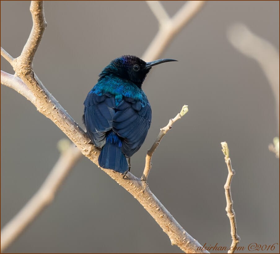 Palestine Sunbird (Cinnyris osea)