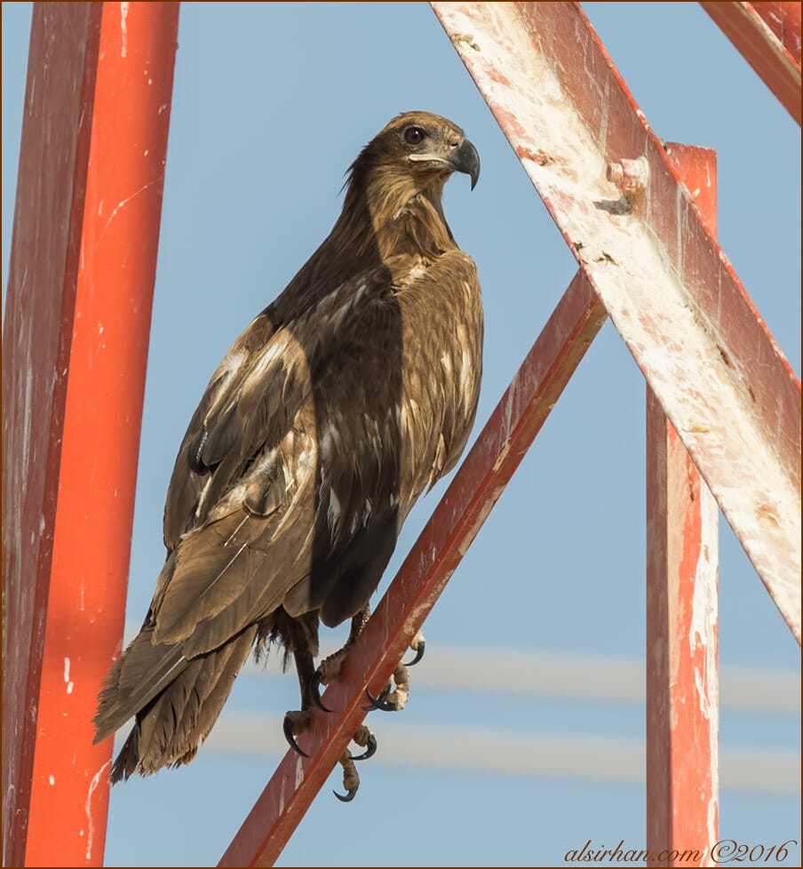 Pallas's Fish-eagle Haliaeetus leucoryphus