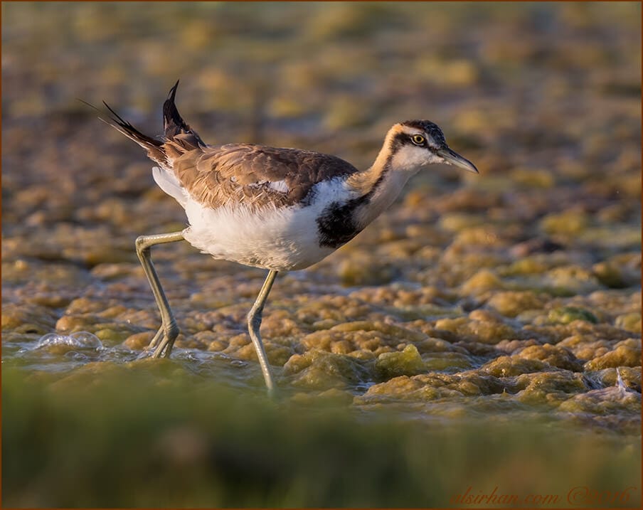 Pheasant-tailed Jacana Hydrophasianus chirurgus