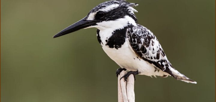 Pied Kingfisher perched on a stick