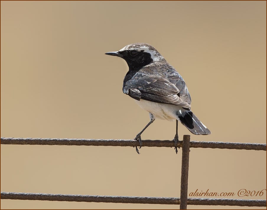 Pied Wheatear Oenanthe pleschanka