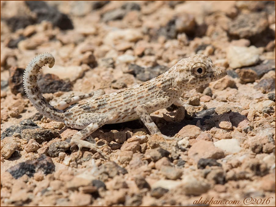 Carter’s Semaphore Geckos Pristurus carteri