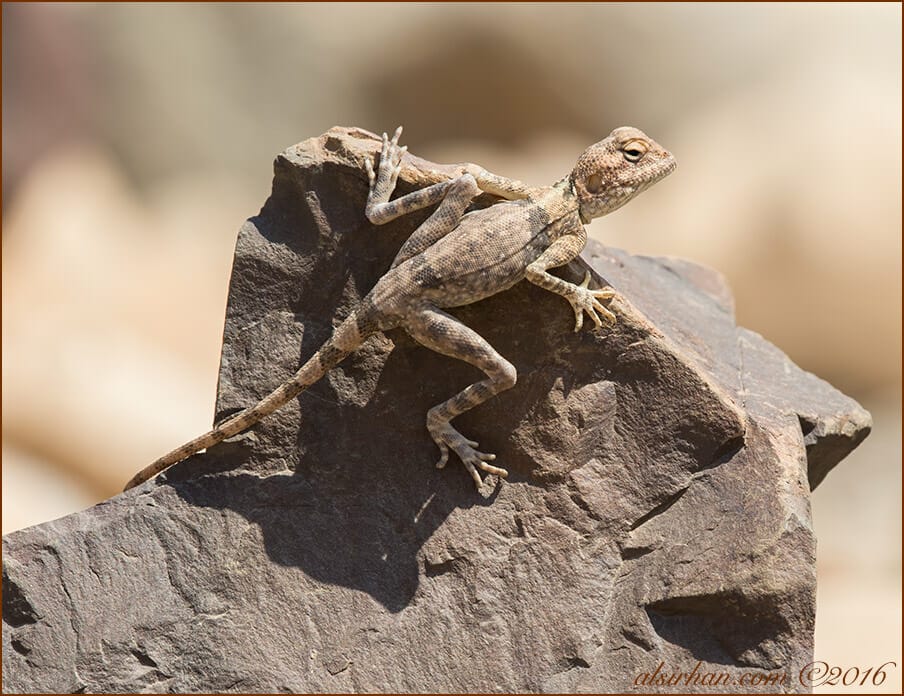 Sinai Agama Pseudotrapelus sinai