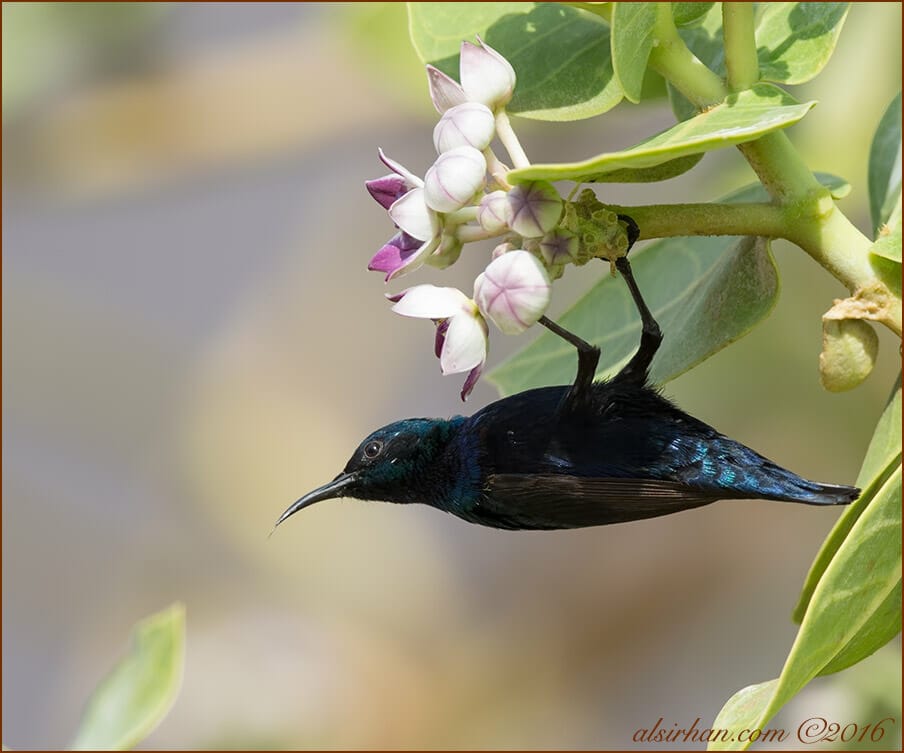 Purple Sunbird Cinnyris asiaticus