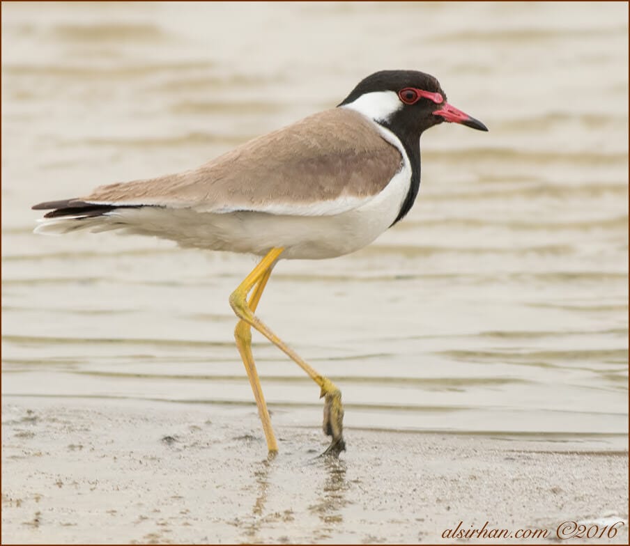 Red-wattled Lapwing standing on the ground near water