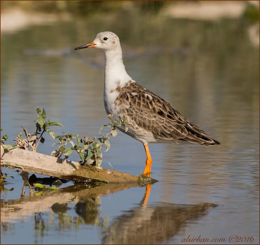 Ruff Philomachus pugnax