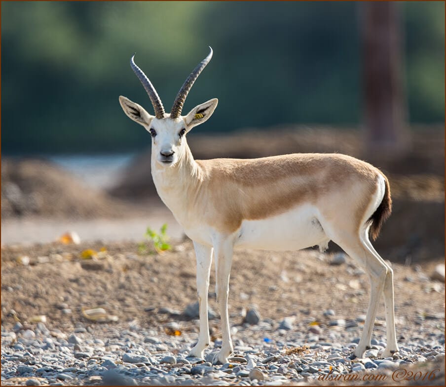 Sand Gazelle Gazella subgutturosa marica