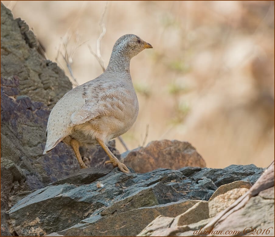 Sand Partridge Ammoperdix heyi