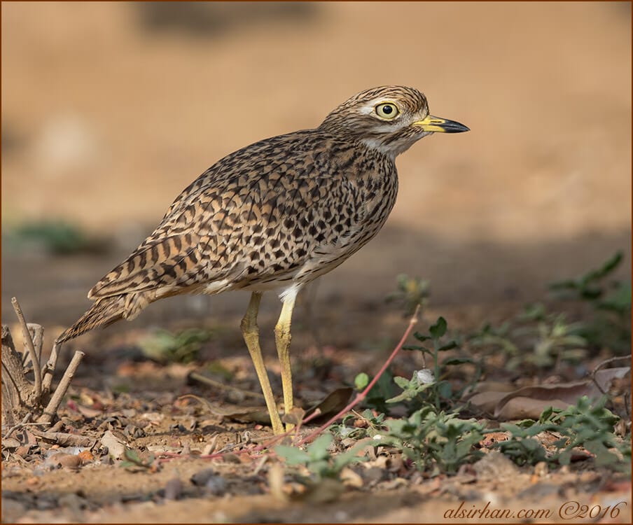 Spotted Thick-knee Burhinus capensis
