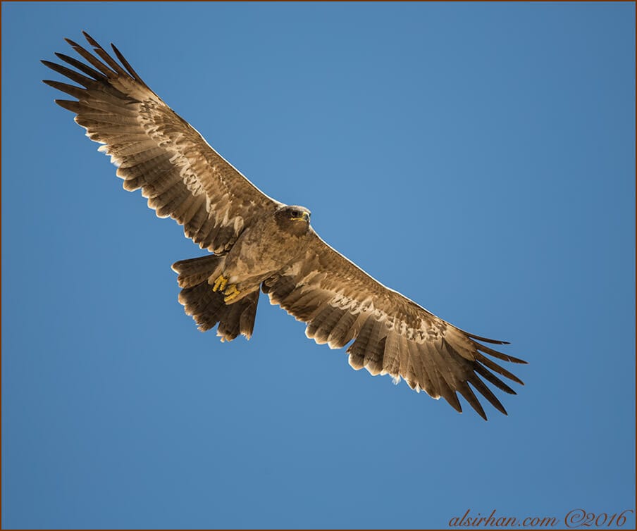 Steppe Eagle Aquila nipalensis 