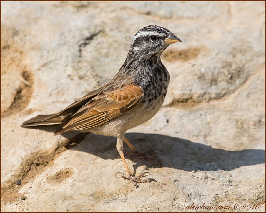 Striolated Bunting Emberiza striolata 