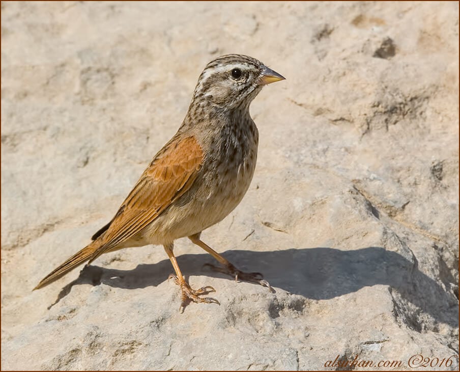 Striolated Bunting Emberiza striolata