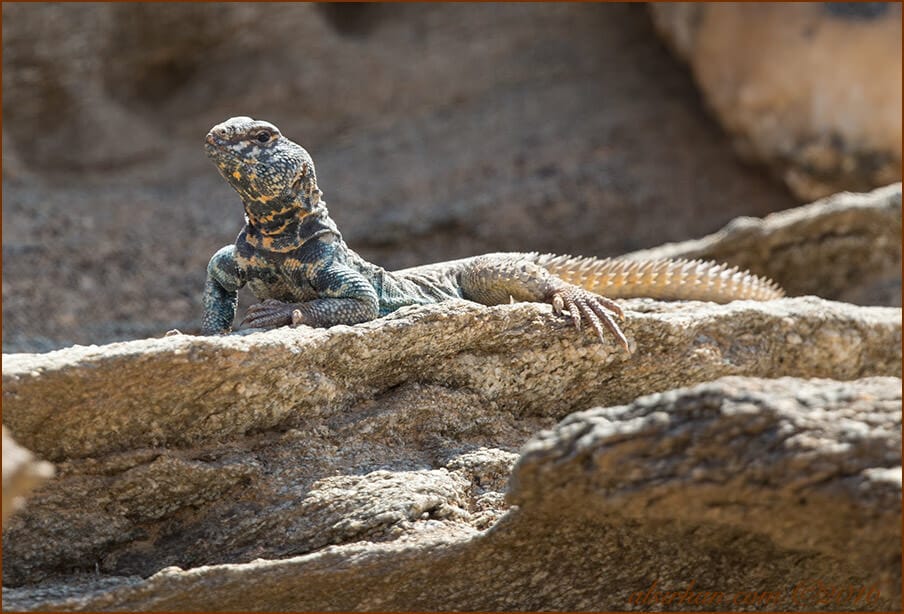 Bent’s Spiny-tailed Lizard Uromastyx benti