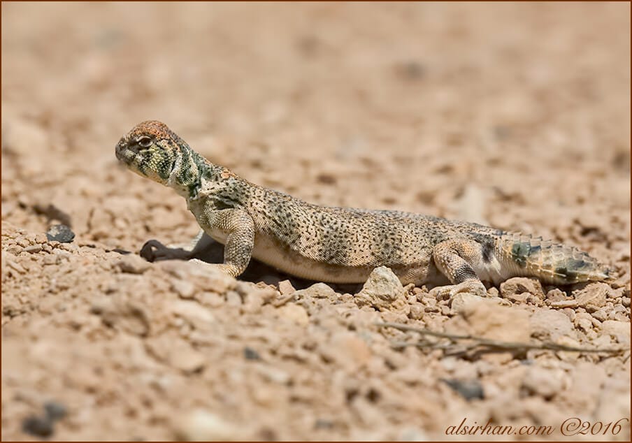 Thomas’ Spiny-tailed Lizards Uromastyx thomasi