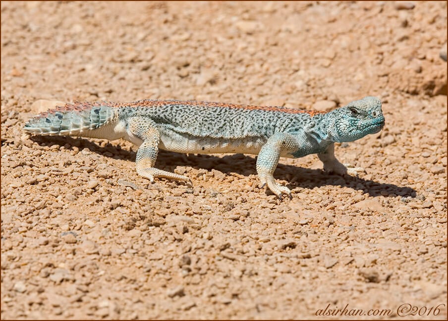 Thomas’ Spiny-tailed Lizards Uromastyx thomasi