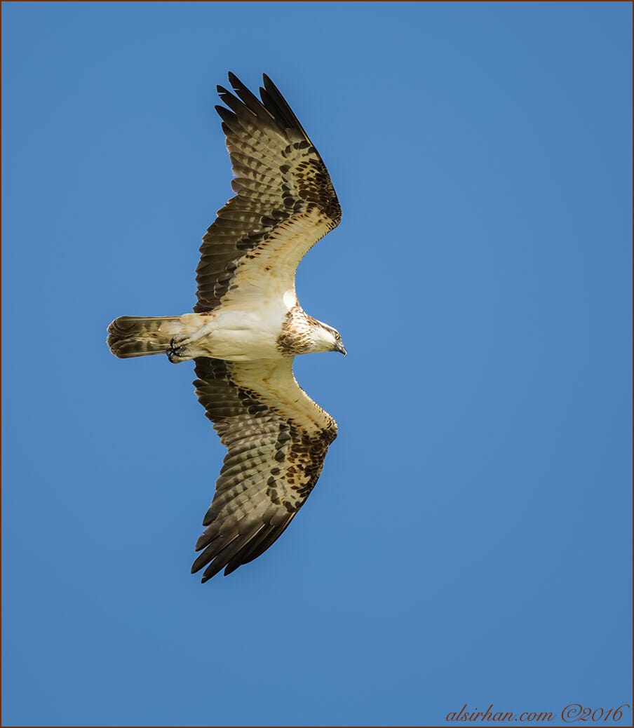 Western Osprey Pandion haliaetus