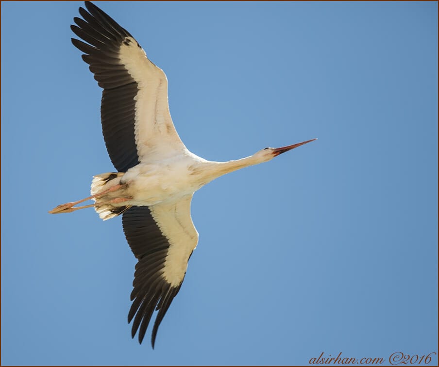 Western White Stork Ciconia ciconia 