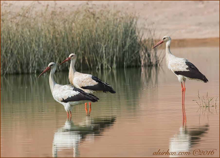 Western White Stork Ciconia ciconia