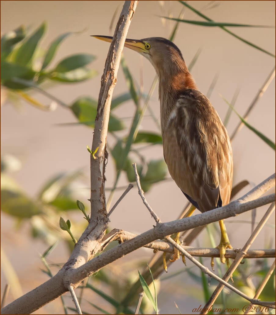 Yellow Bittern Ixobrychus sinensis