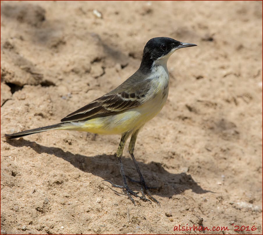 Black-headed WagtailMotacilla (flava) feldegg , female